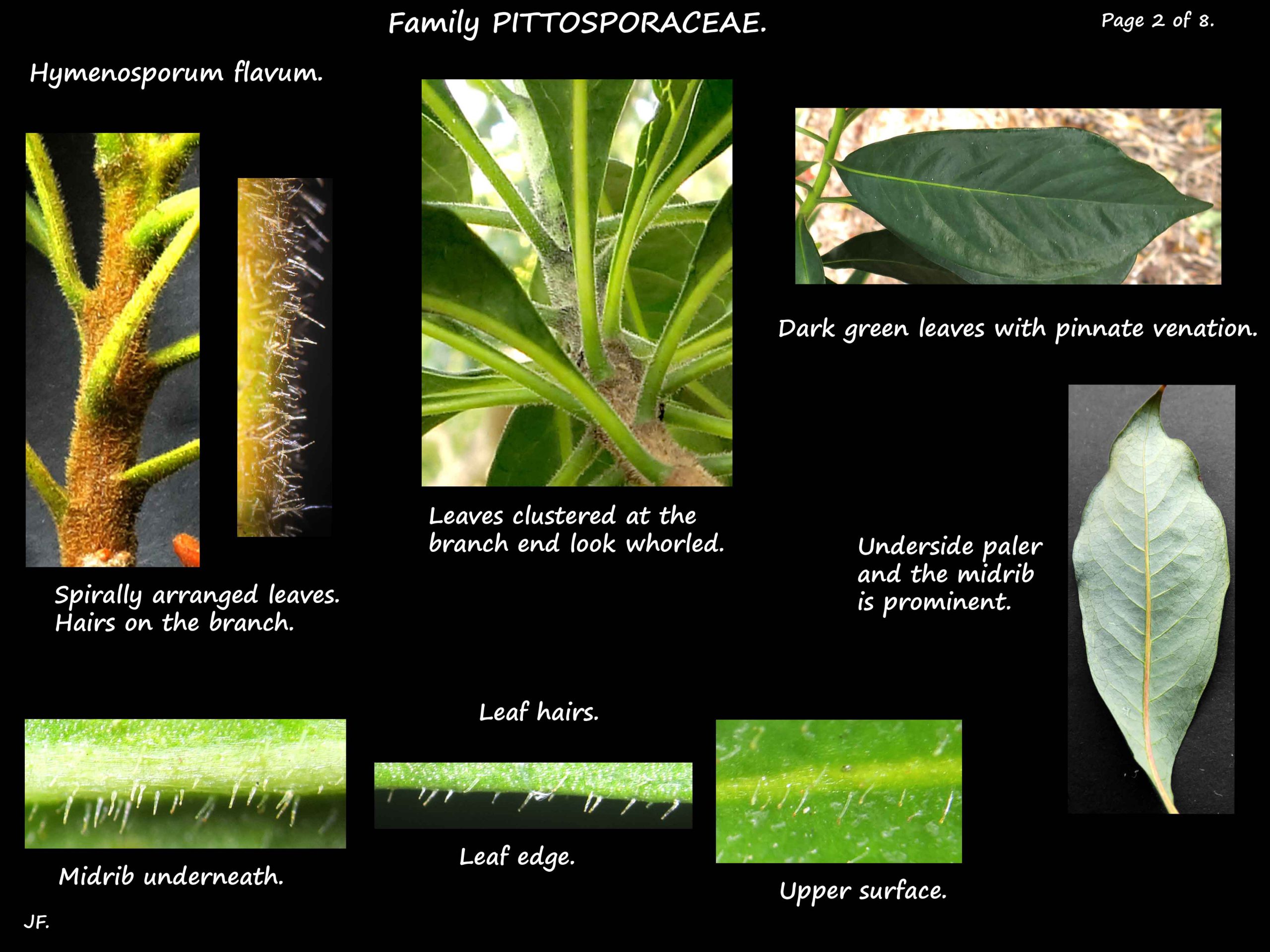 2 Hymenosporum flavum leaves